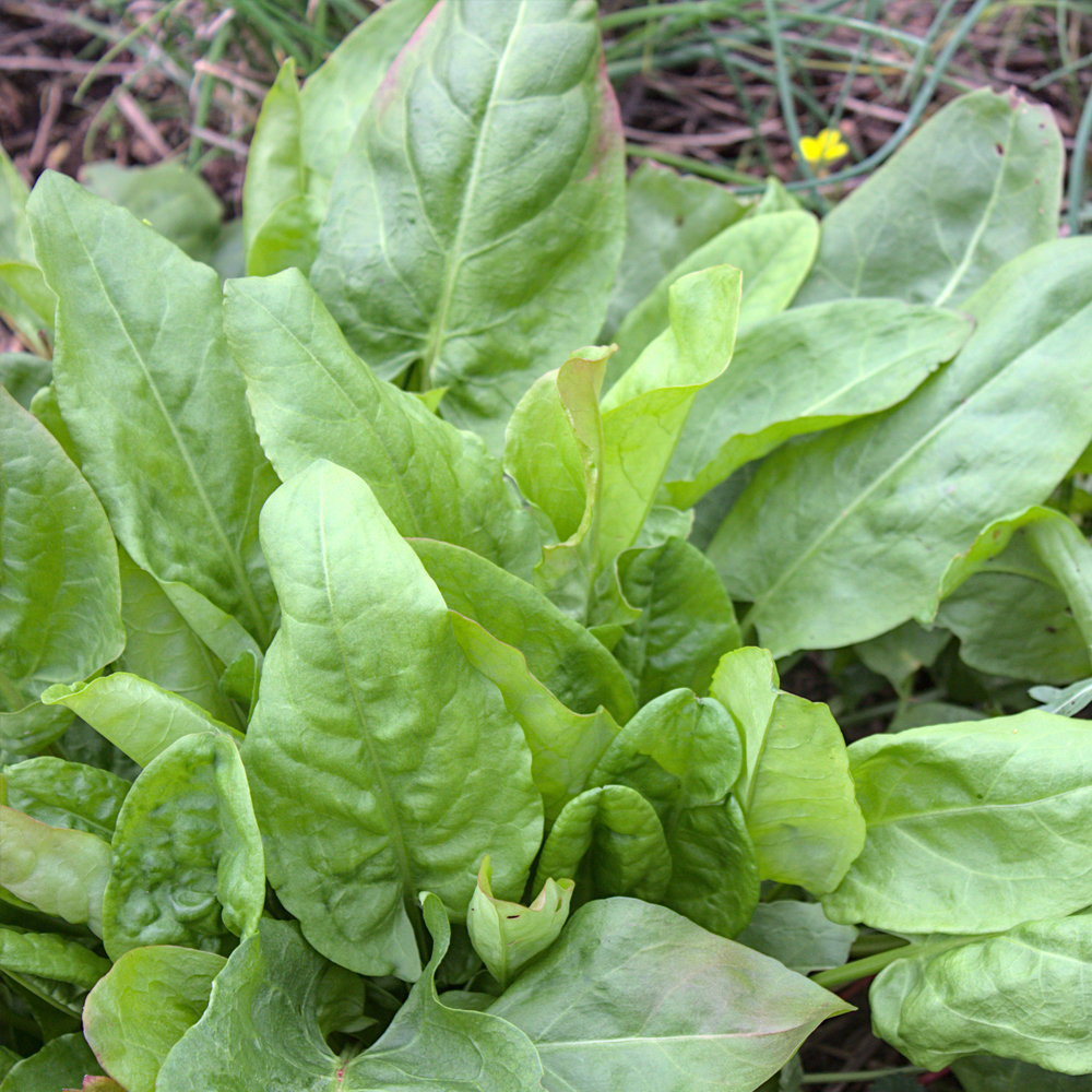 Sorrel - Garden