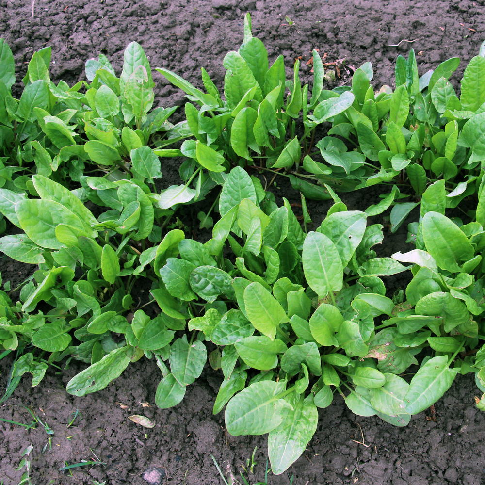 Sorrel - Red Apache