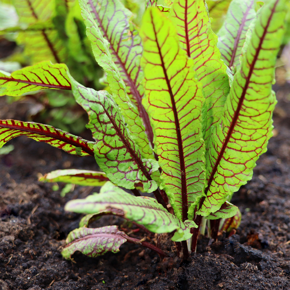 Sorrel - Red Veined