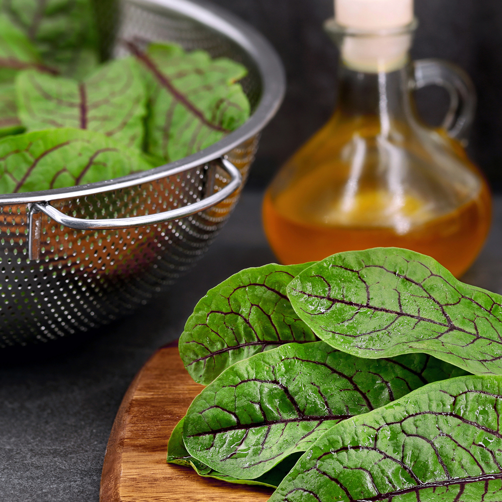 Sorrel - Red Veined