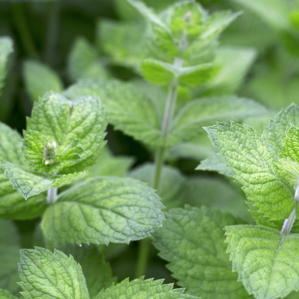 Spearmint (30-40 Seeds)