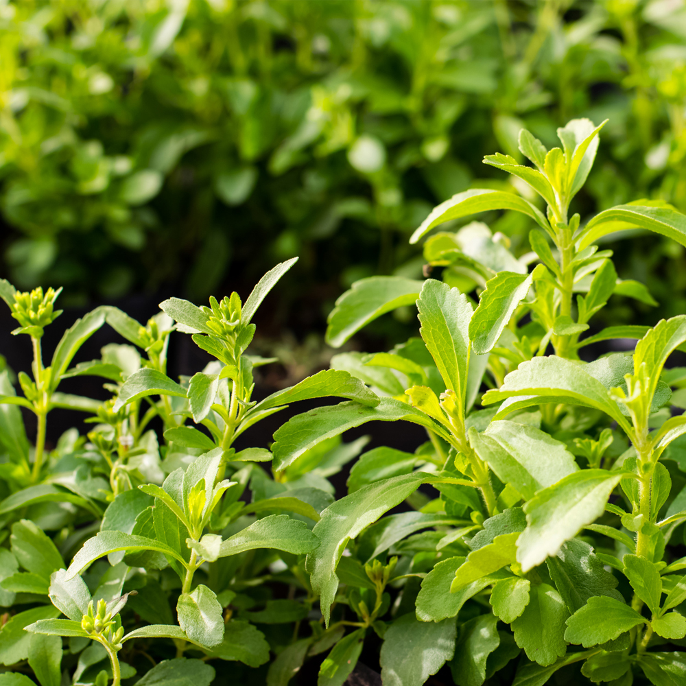 Stevia - Sweet Herb