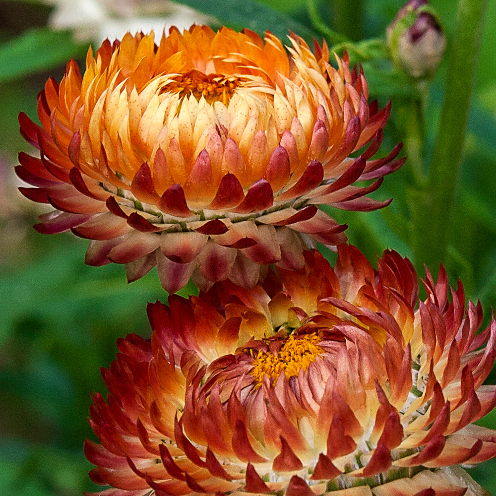 Strawflower – Tall Double Mix (200-240 Seeds)