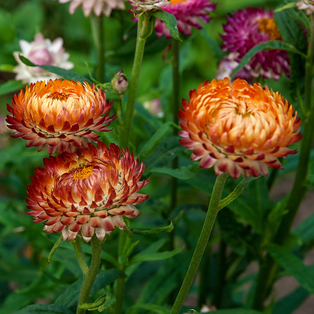 Strawflower - Tall Double Mix (200-240 Seeds)
