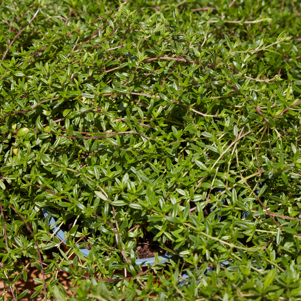 Summer Savory