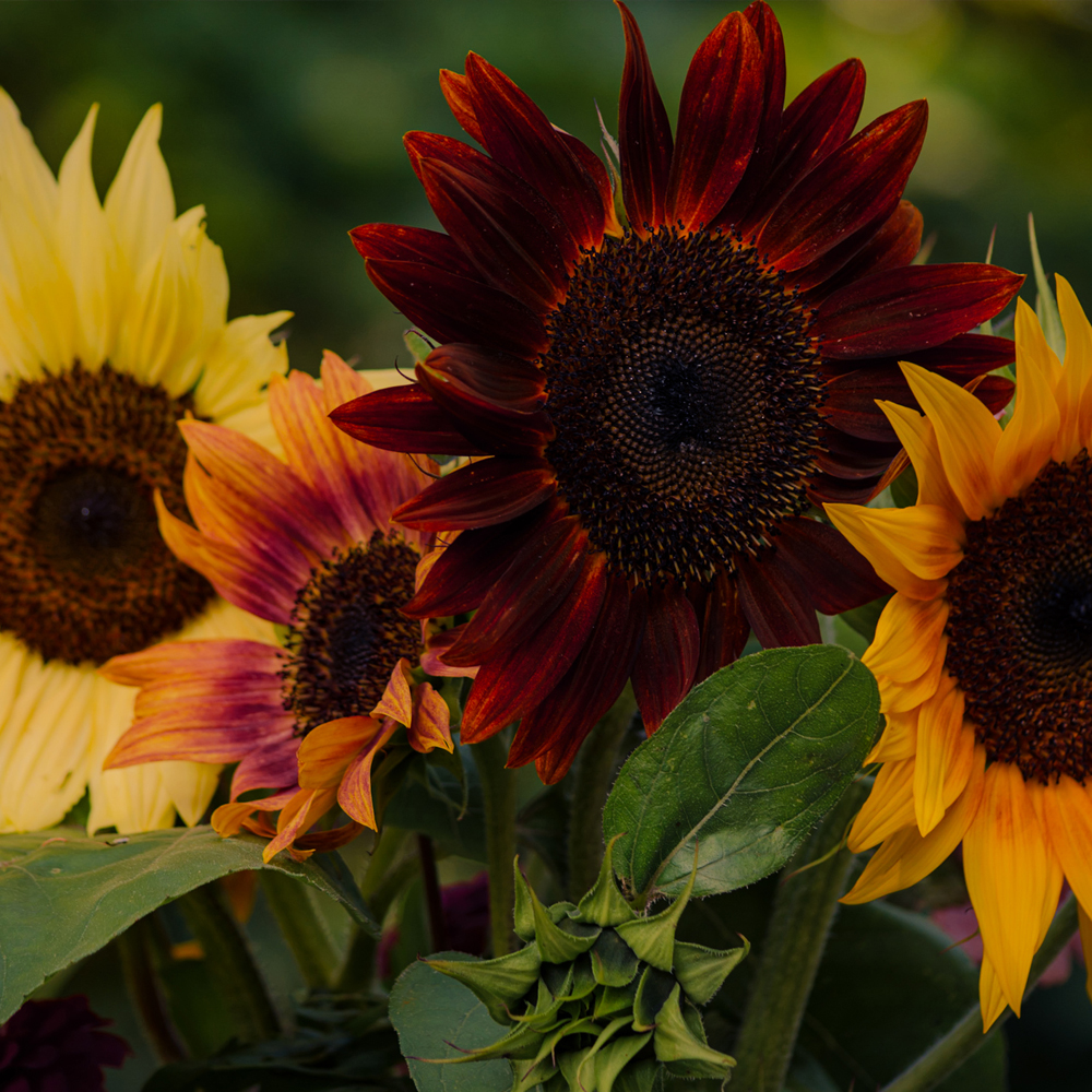 Sunflower - All Sorts Mixture (20-25 Seeds)