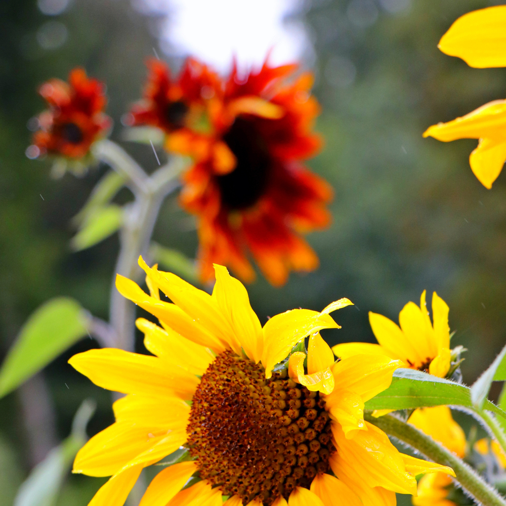Sunflower - All Sorts Mixture (20-25 Seeds)