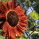 Sunflower - Autumn Beauty Mix  (30-40 Seeds)