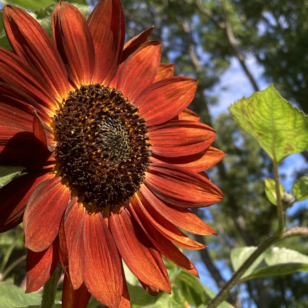 Sunflower – Autumn Beauty Mix (30-40 Seeds)
