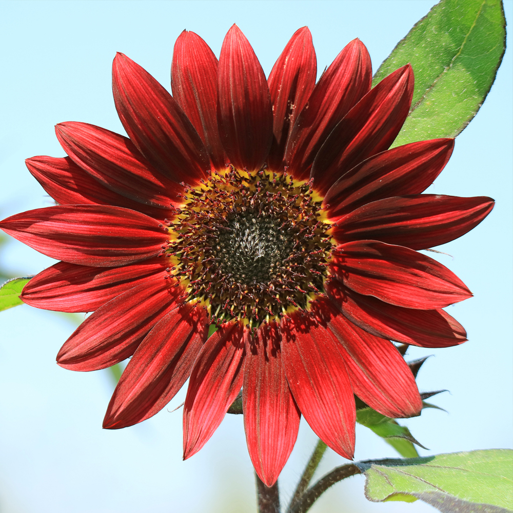 Sunflower - Autumn Beauty Mix (30-40 Seeds)