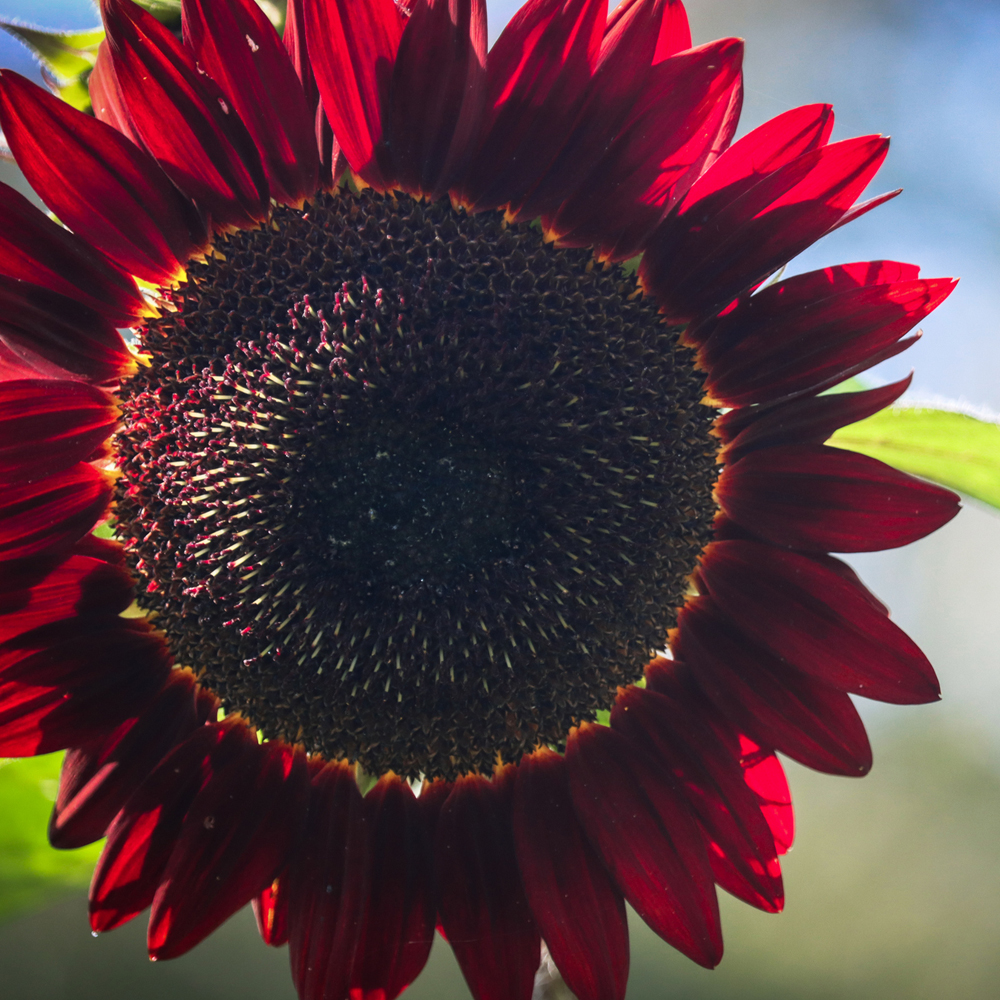 Sunflower - Chocolate Cherry