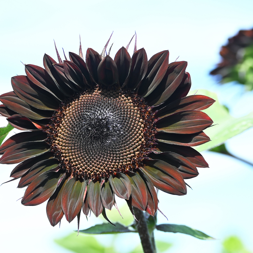 Sunflower - Chocolate Cherry