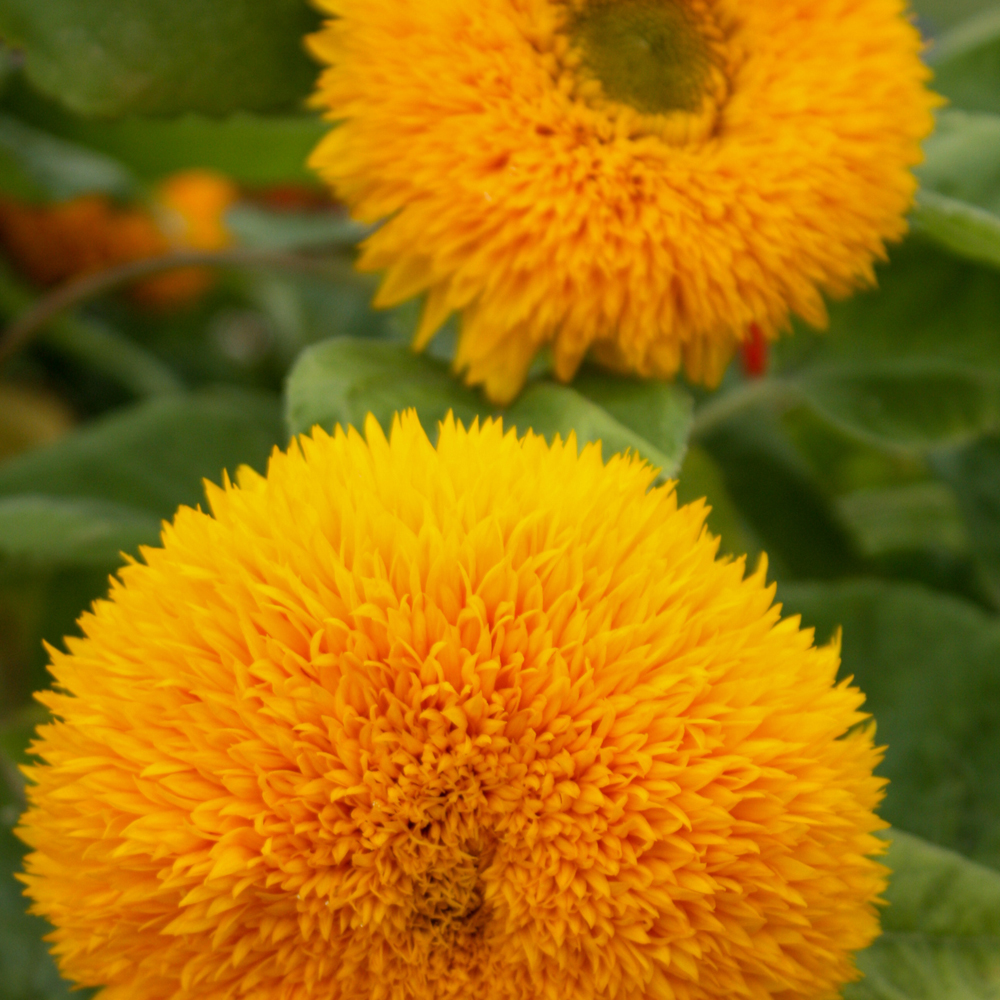 Sunflower - Giant Teddy Bear