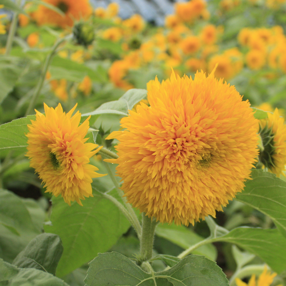 Sunflower - Giant Teddy Bear