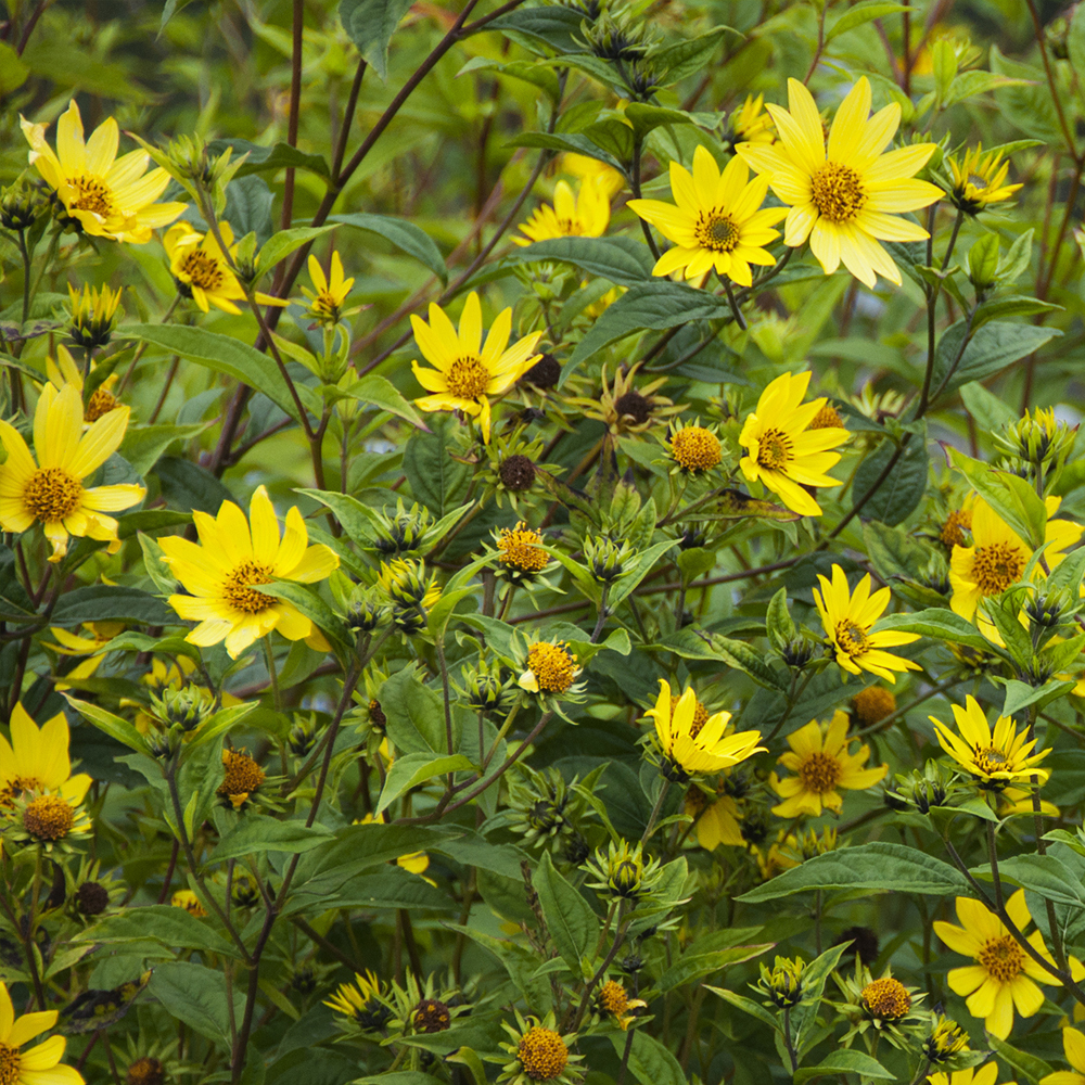 Sunflower - Lemon Queen