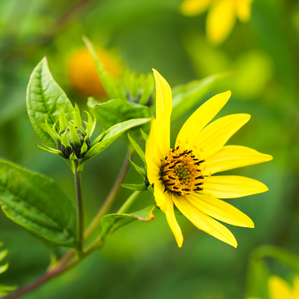 Sunflower - Lemon Queen