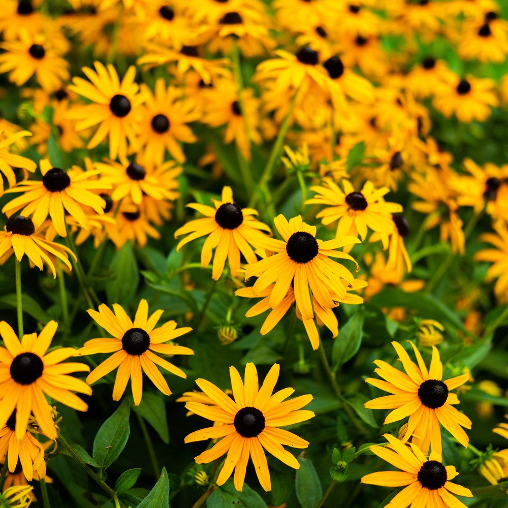 Sunflower - Maximilian