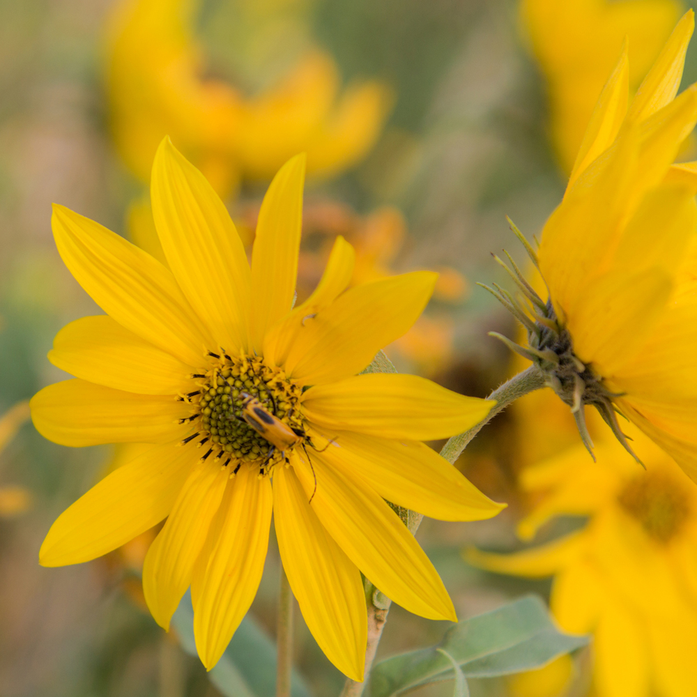 Sunflower - Maximilian