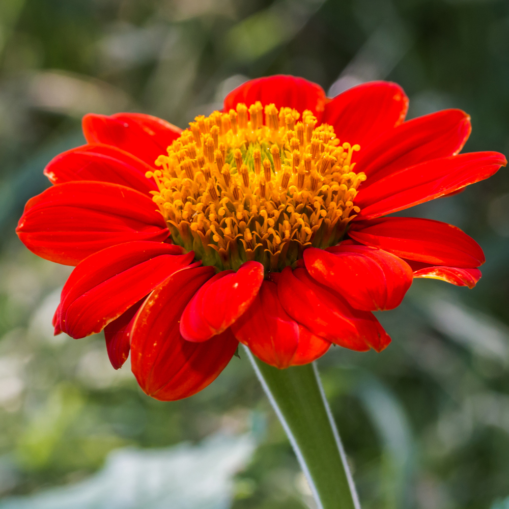 Sunflower - Mexican