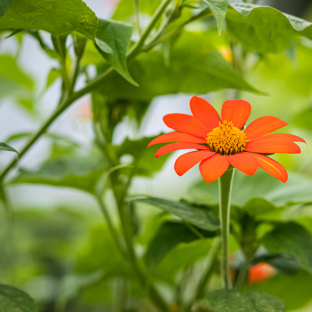 Sunflower - Mexican