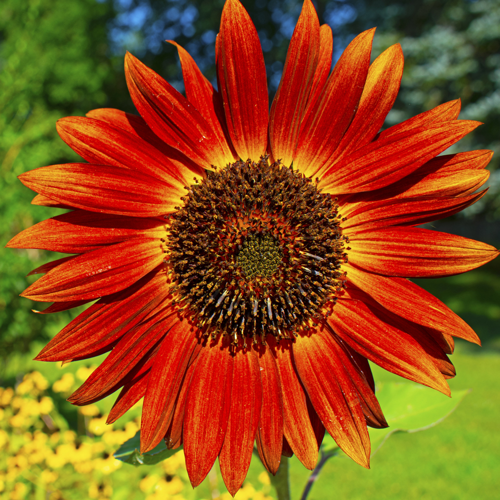 Sunflower - Red Sun