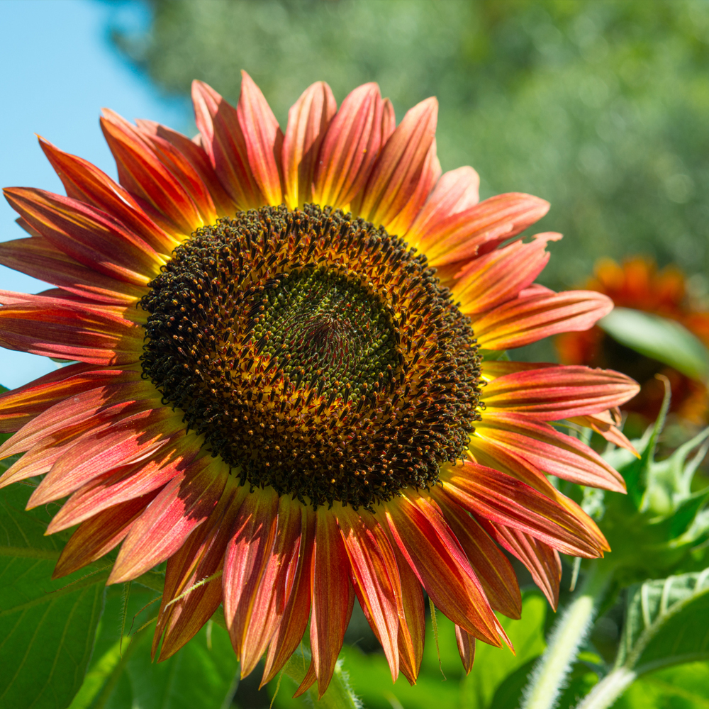 Sunflower - Red Sun