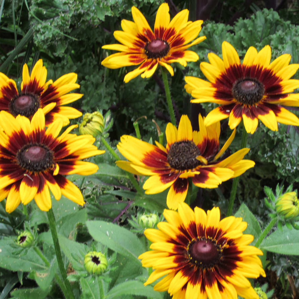 Sunflower - Ring of Fire