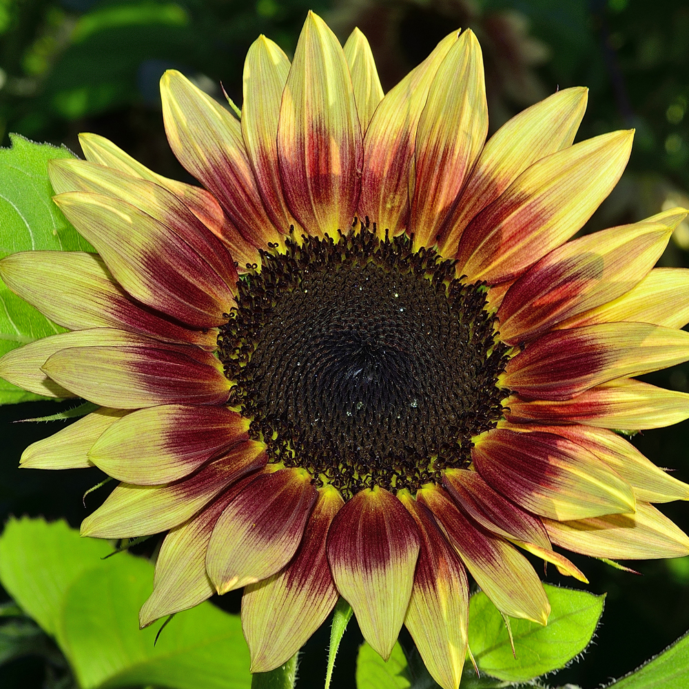 Sunflower - Ring of Fire