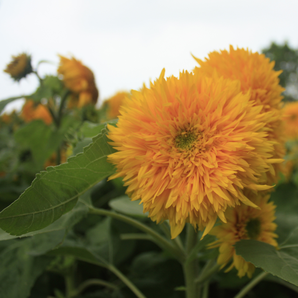 Sunflower – Sungold Dwarf (40-50 Seeds)