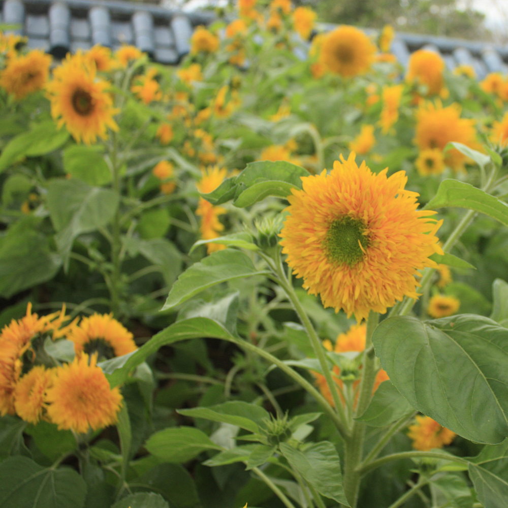 Sunflower - Sungold Dwarf (40-50 Seeds)