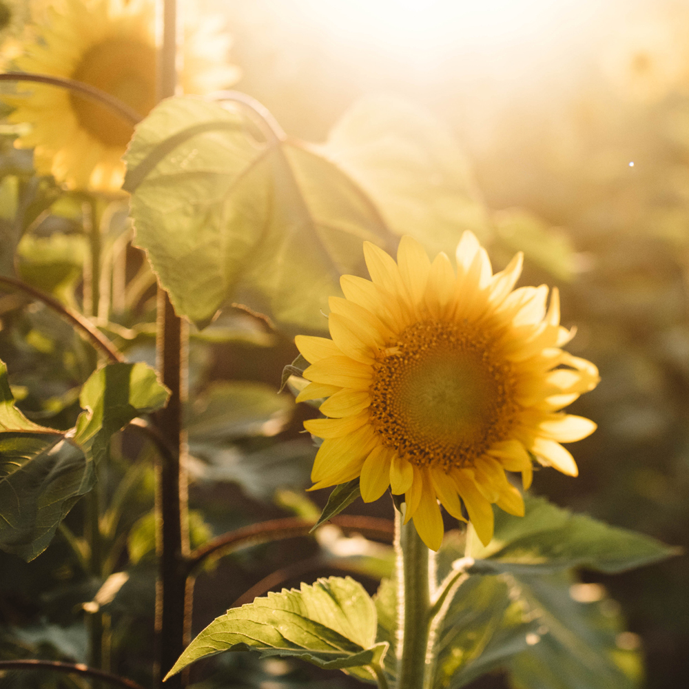 Sunflower - Sunspot