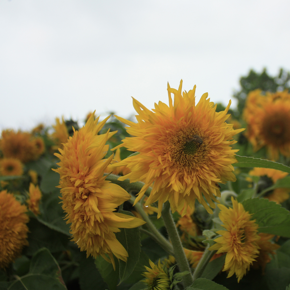Sunflower - Teddy Bear