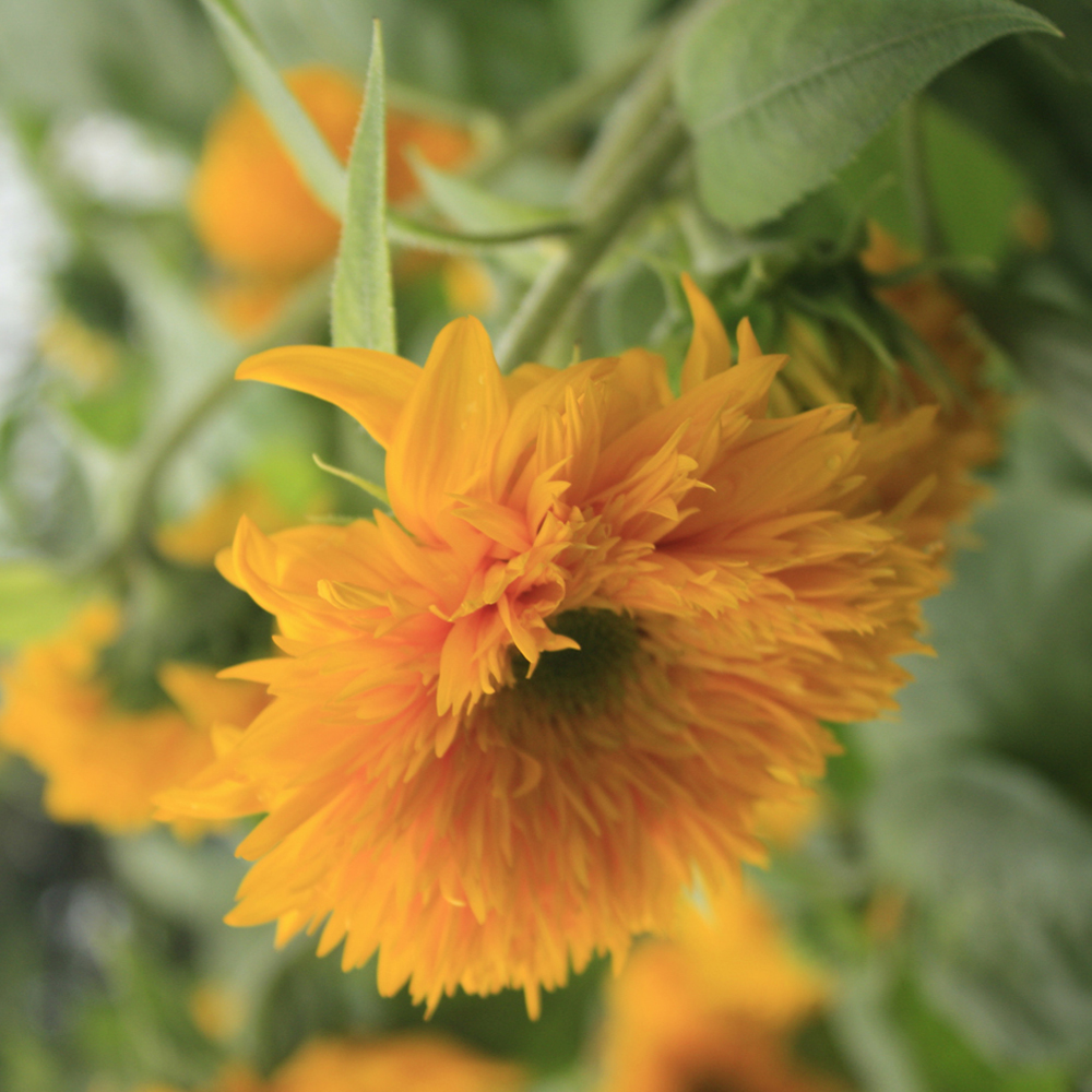 Sunflower - Teddy Bear
