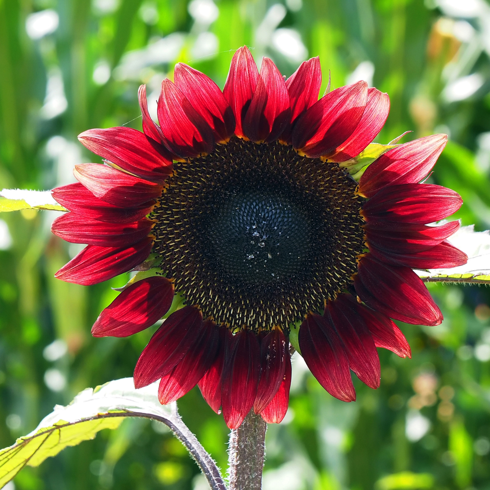 Sunflower - Velvet Queen