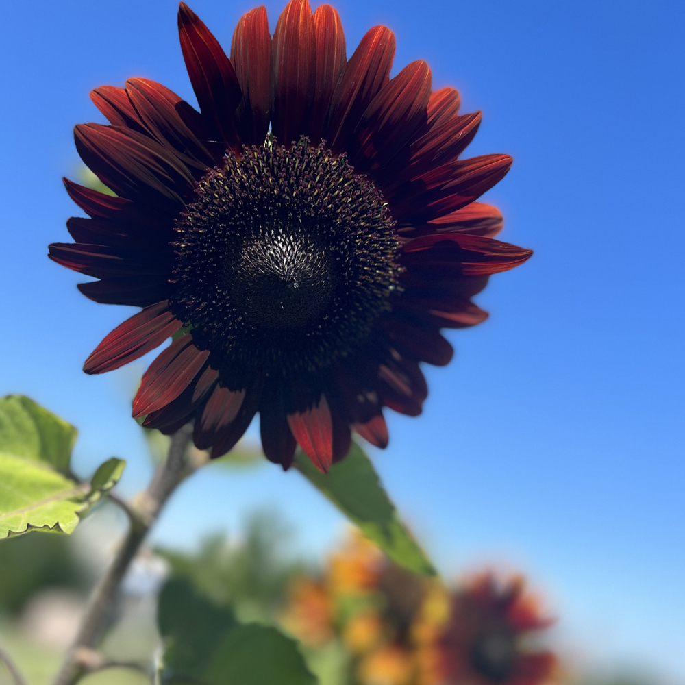 Sunflower - Velvet Queen