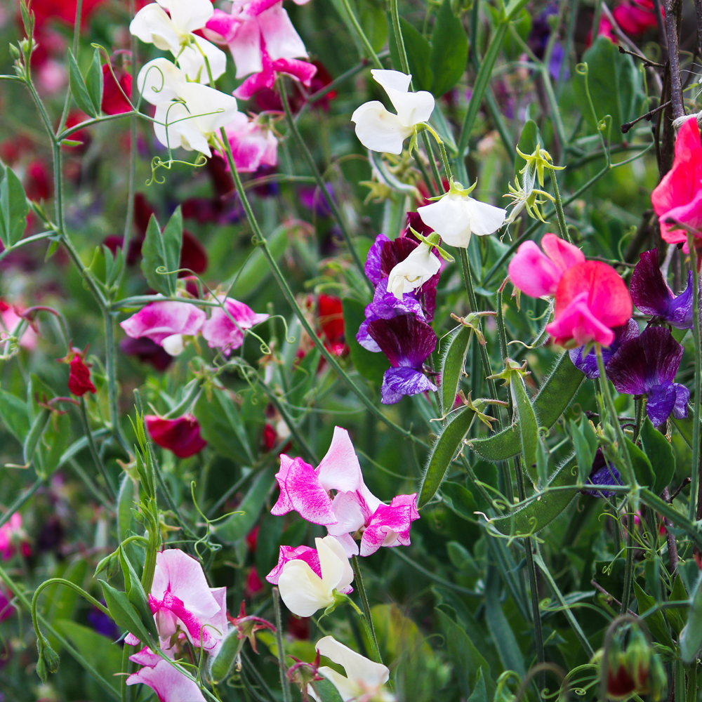 Sweet Pea - Knee High Mixture