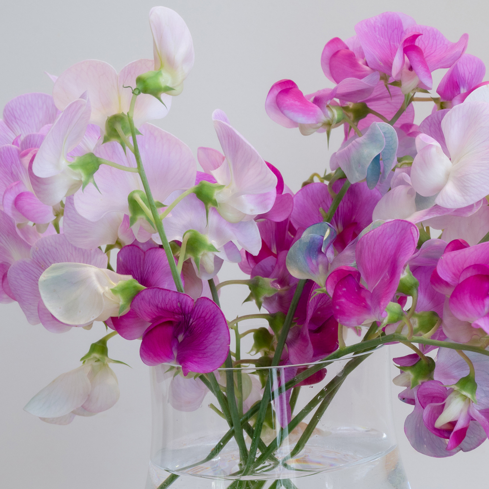 Sweet Pea - Knee High Mixture