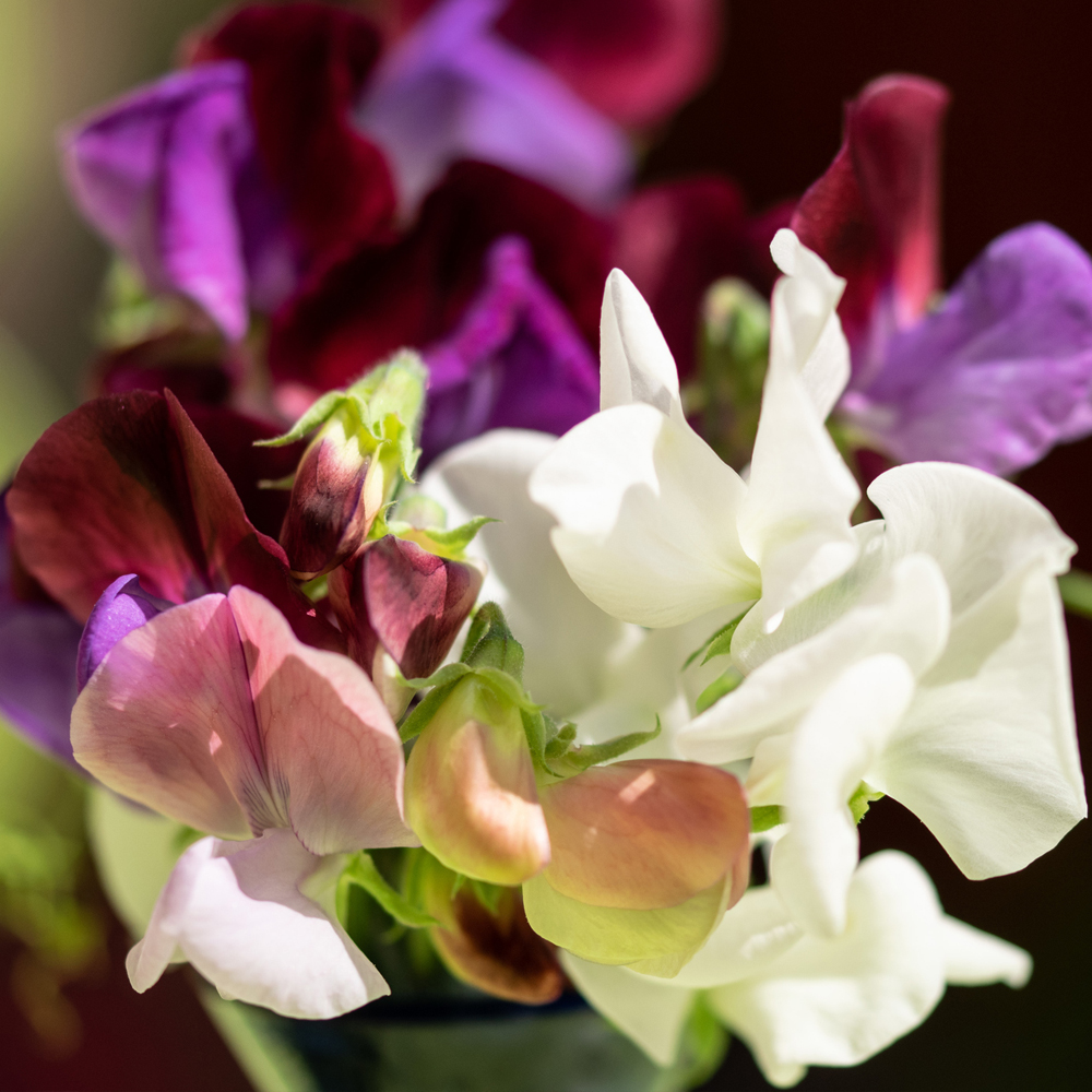 Sweet Pea – Royal Family Mixture
