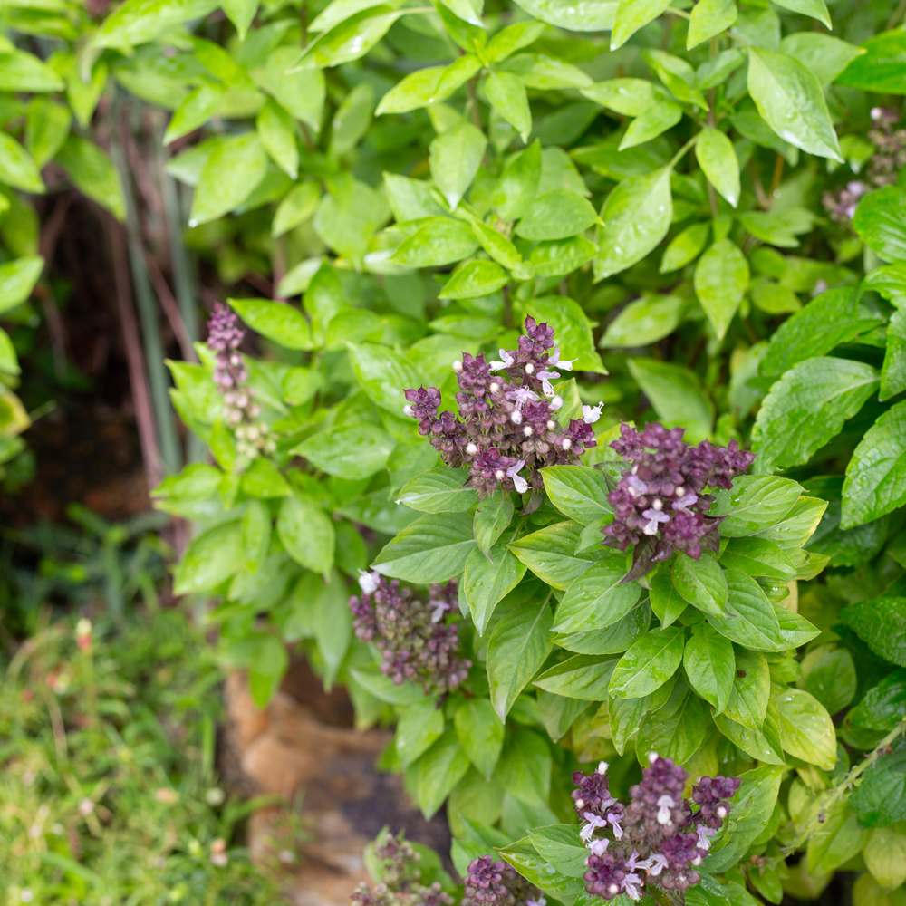 Thai Basil - Siam Queen