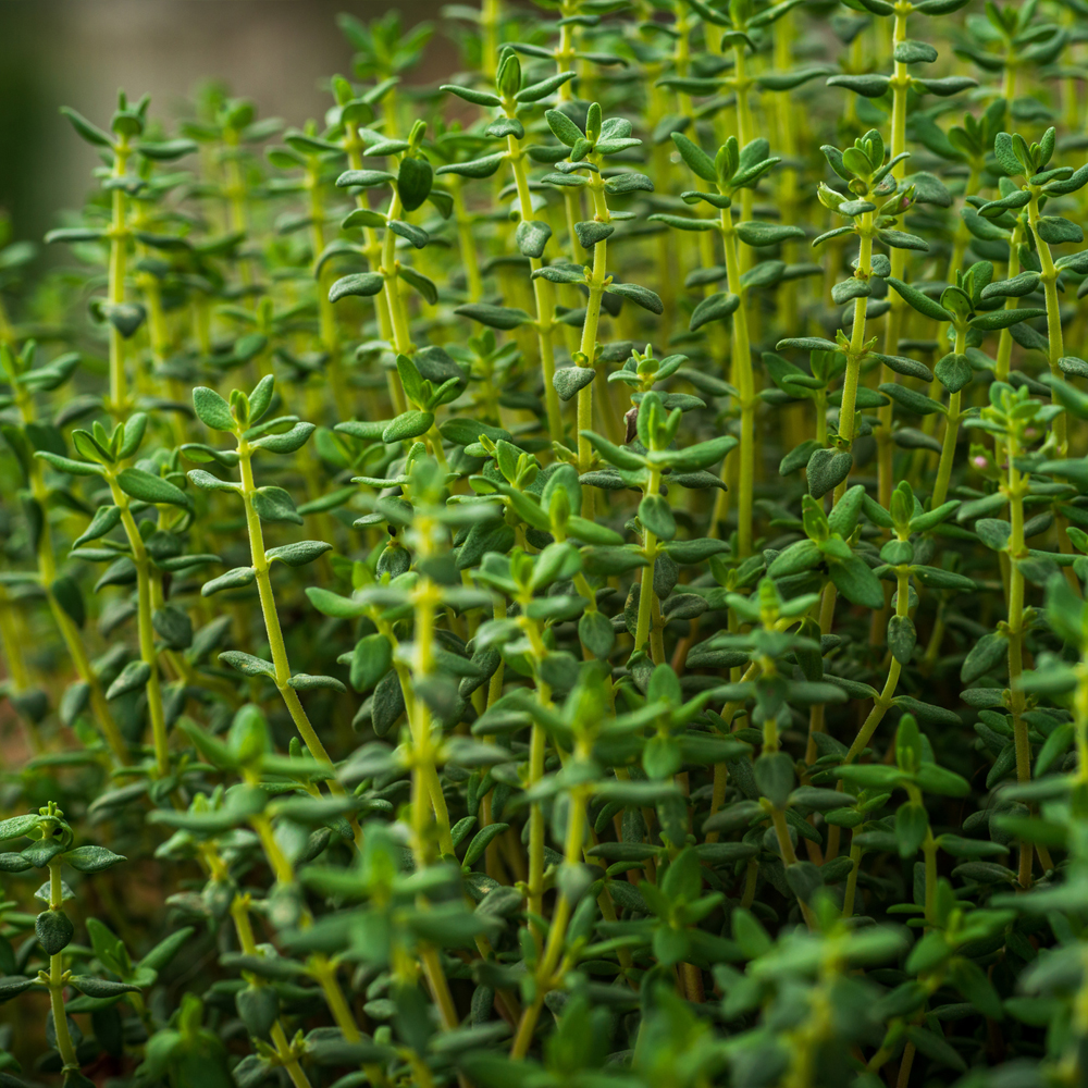 Thyme – French (80-100 Seeds)