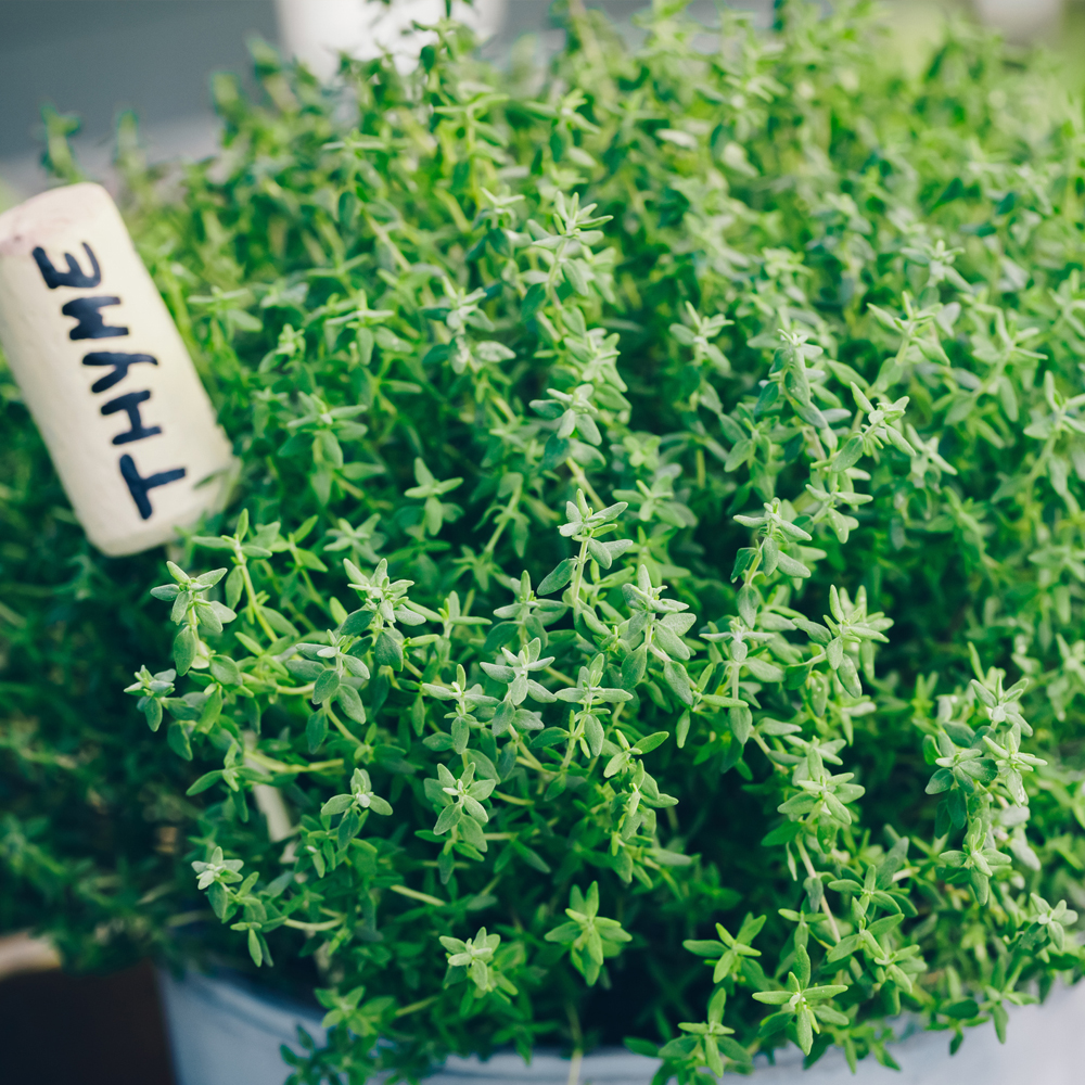Thyme – Winter (80-100 Seeds)
