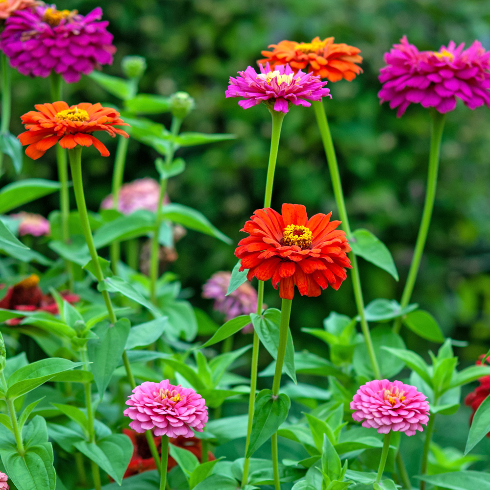 Zinnia – California Giant Mix (30-40 Seeds)