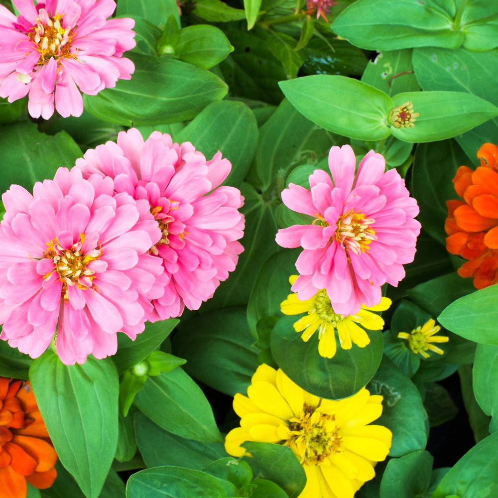 Zinnia - California Giant Mix (30-40 Seeds)