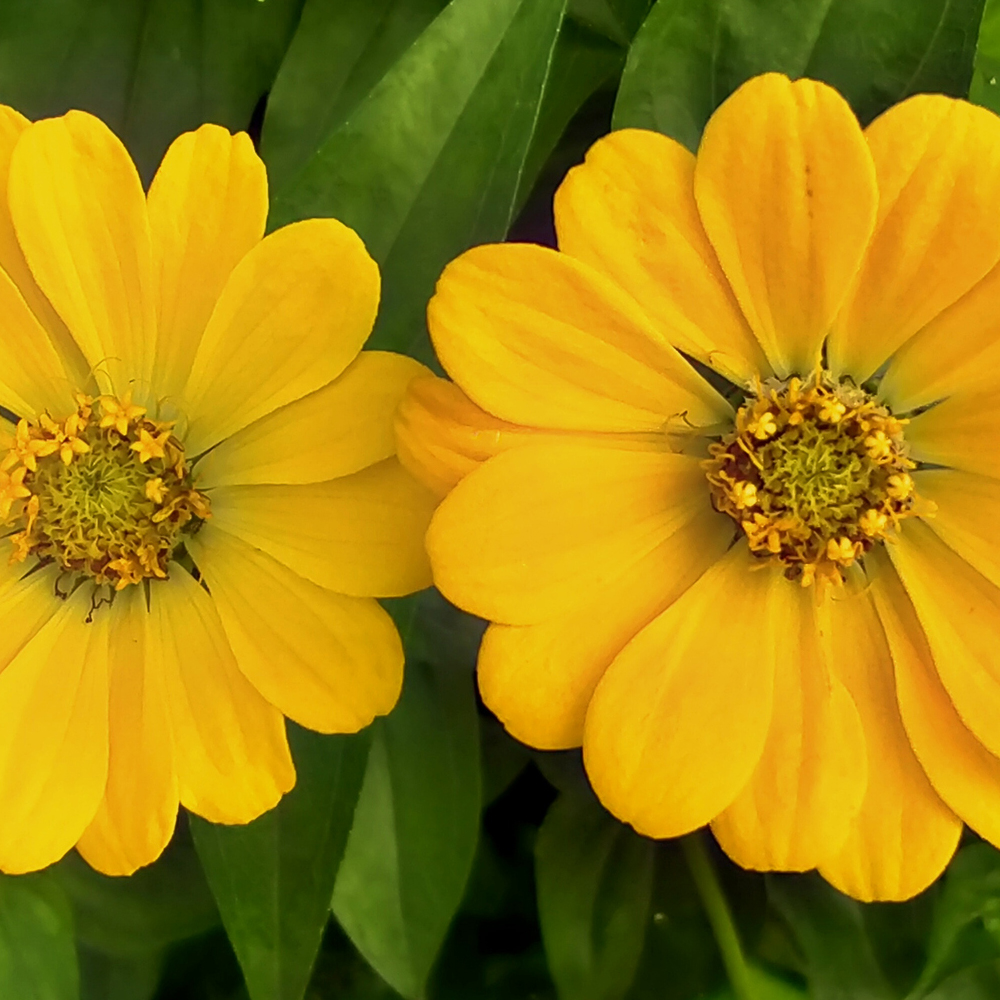 Zinnia - Canary Bird