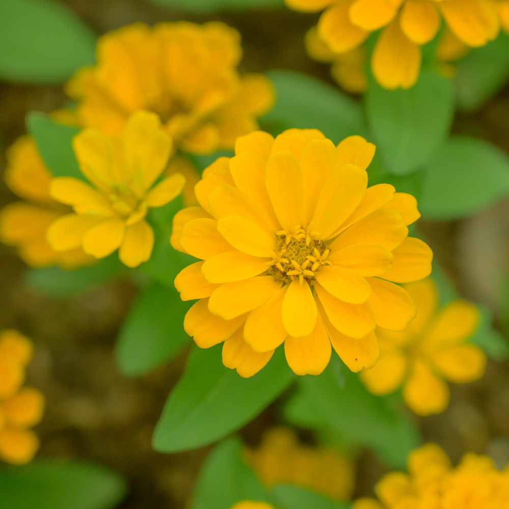 Zinnia - Canary Bird