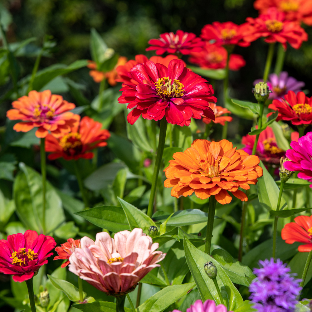 Zinnia – Dahlia Flowered Mixture (30-40 Seeds)