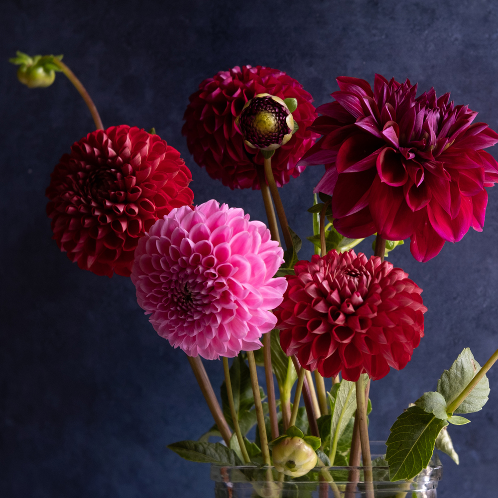 Zinnia - Dahlia Flowered Mixture (30-40 Seeds)