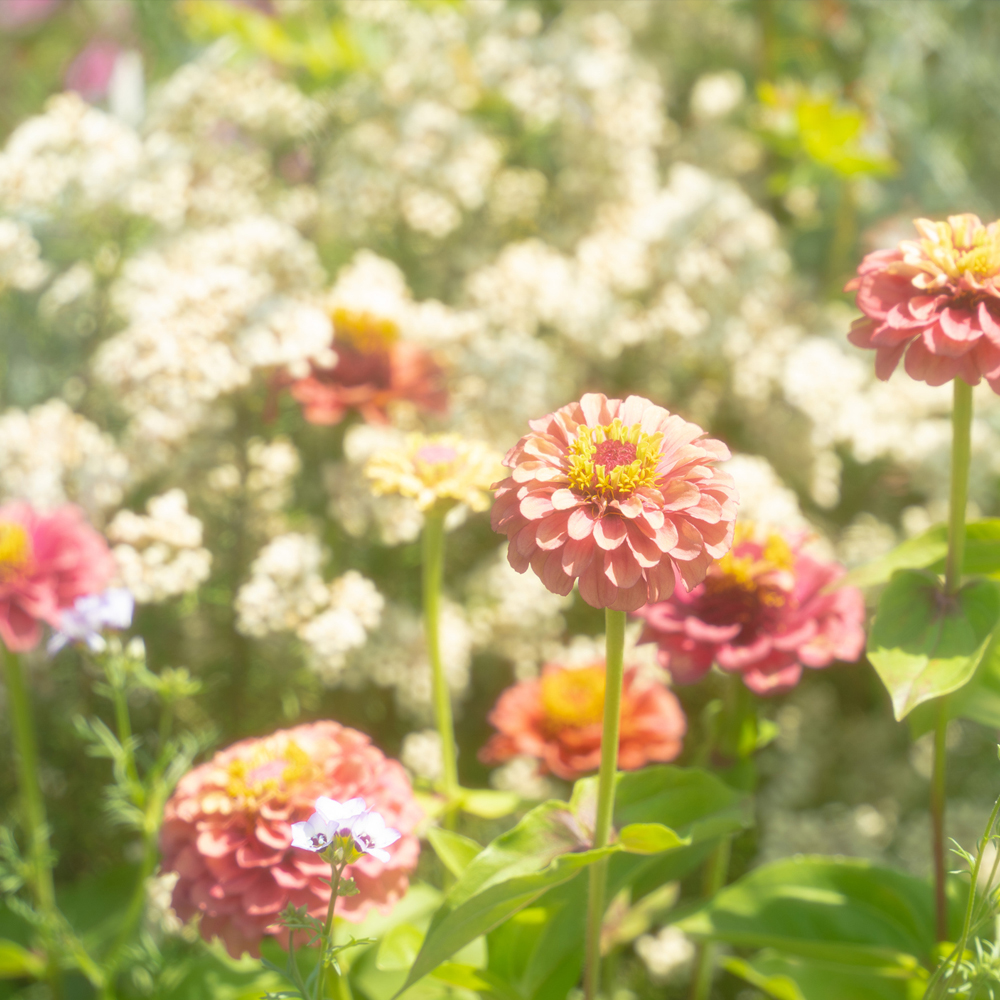 Zinnia - Dreamland Mixture