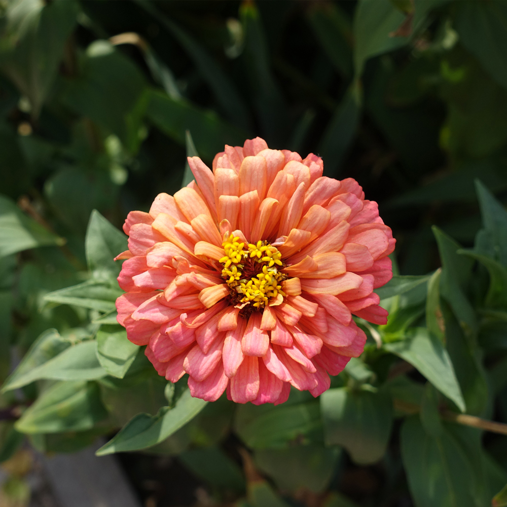 Zinnia - Dreamland Mixture