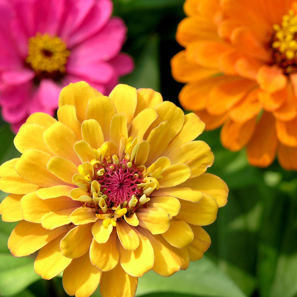 Zinnia – Lilliput Mixture (30-40 Seeds)